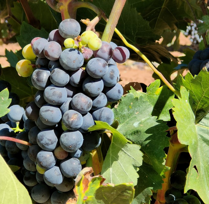 uvas