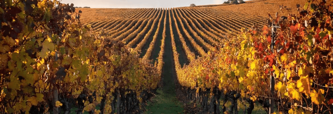 Federacion Espa�ola del Vino